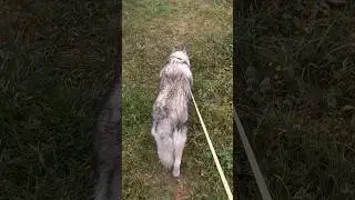 Watch dogs #animals #собаки #dogs #phonk #phonkmusic #music #edit #bass