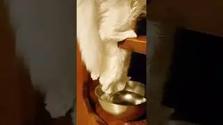 shocking upside down drinking cat !