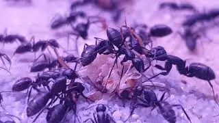 Camponotus Japonicus Close Up   Ant Life# 4K 60fps