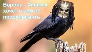 Ворон-Хищник 🕊️ в Запорожье🔰на что-то намекает