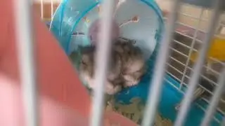 милата 😀😀😭