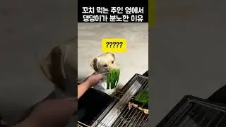 "니들만 입이냐고!?".. 댕댕이에게 꼬치를 주자 보인 반응