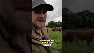When Cows Learn To Jump! #farming #beef #agriculture #rotationalgrazing #cattle