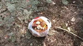 Белые грибочки.