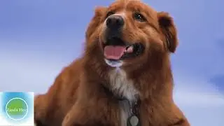 Adorable Paws: 2023's Cutest Canine Moments 🐾