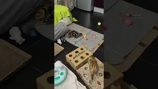 Пушистые неугомонюськи😄😅