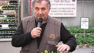 Scuola di giardinaggio: Le viole.