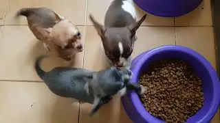 Machinhos disponíveis