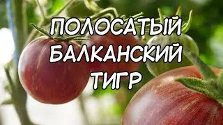 Tomato Striped Balkan Tiger (Tomato Dwarf)