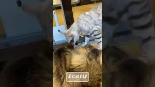 Two leisurely cats