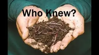 13 Vegetable Gardening Lessons I Wish I Knew Sooner