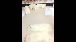超级可爱的宠物视频 可爱的动物 #shorts #11713