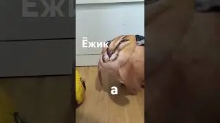 почему в России пофиг на букву ë 