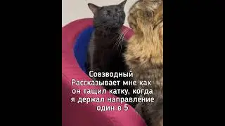 Кот с пустым взглядом #tanksblitz #wotblitz