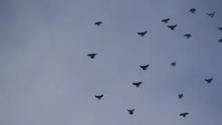 Полет голубей (Машошин В.В)