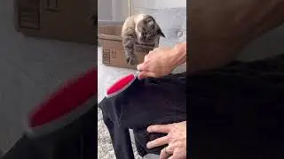 Testing the world’s most popular fur removing product!