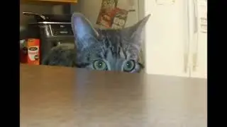 Cupid the caterpillar hunter