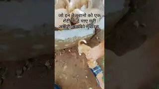 #animallover #flute #music #sadflute #cover #youtubeshorts