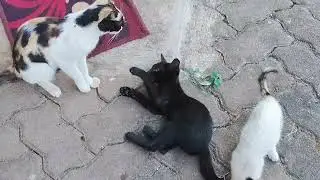What Kittens learn from their mother Cat
