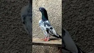10 Number #chsakhi #teddykabootar #teddypigeon