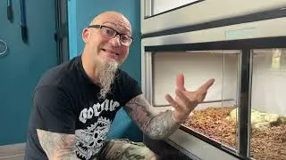 Comportement intéressant chez ma femelle python diamant couve ses œufs !