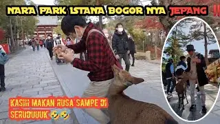 Japan Vlog | Nara Park The Bogor Palace of Japan