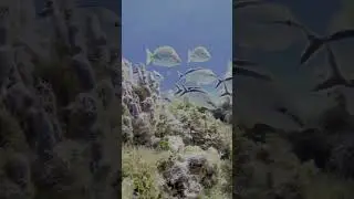 Отдых на Мальдивах 2023 / Мальдивские острова / виллы на воде 