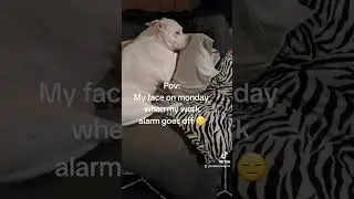 When monday comes...😑 #meme #memecut #pov #pitbullshorts #pitbull