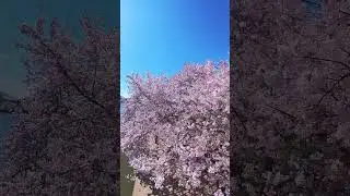 Drohne verboten ! Kein Problem ! Insta360 X3 @insta360