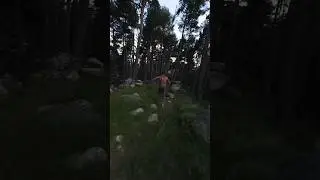Sprint in the Woods