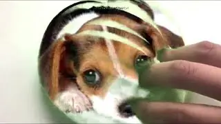 Puppy Slime ASMR