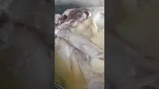 A little bird (chicken)