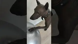 Xolo dog and fitness ball (first introduction)