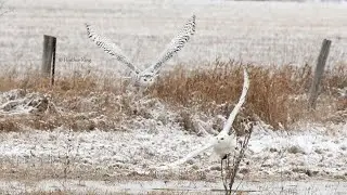 Bully Queen ~ Queen B the snowy owl