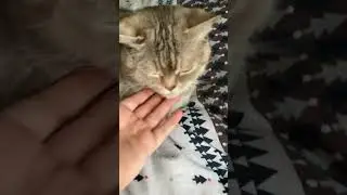 Привет, Ася