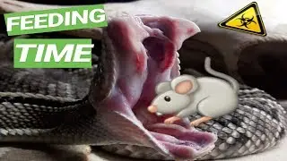 Alimentación SERPIENTE de CASCABEL ⚠️🐍 Feeding Rattlesnake