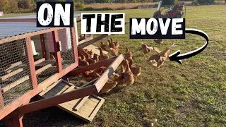 Chickens Head To New Housing!