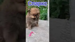 Щенок шпица