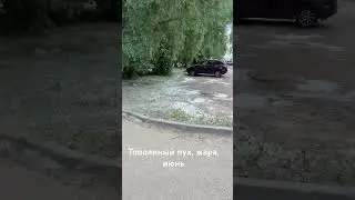 А вы тоже так думаете, когда видите тополиный пух?