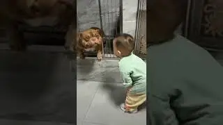 puppie love Kuttay ka Palla