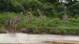 Giraffes coming in for a drink