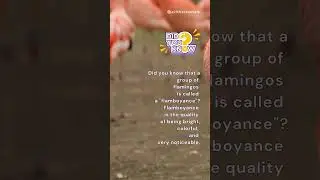 Did You Know | YouTube Shorts | Shorts