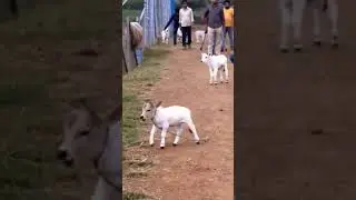 hare Krishna hare Krishna#trendingshorts ##viralvideo ##ytshorts"cow"#vlogvideo🔥🔥🙏🙏