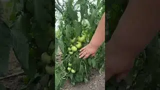 Не забудьте о правильной подкормке томатов