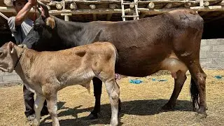 БЕКЗОД АКАДАН ШВЕД ОЛА БОЛЛАРИ КУЧАТ СУТДОР СИГИРЛАР КЕЛДИ СОТИЛАДИ SOTILADIGON SIGIR 4 июня 2024 г