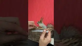 Белка на маникюре😎 