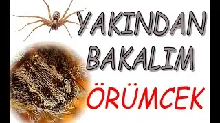 Yakından Bakalım 5 - ÖRÜMCEK