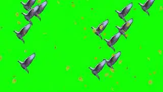 Birds flying green screen | Green screen video | Doves | Bird Flying