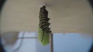 Monarch Transformation Tango