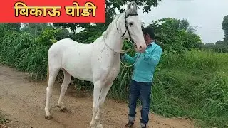 white (फुलकारी) brood mare: । FOR SALE ।